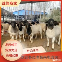 新疆阿克苏多胎肉羊规模养殖养殖场多胎澳寒澳湖怀孕母羊建成牧业