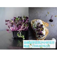 在哪里可以学到芽苗菜的栽培技术