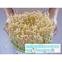 100平方米芽苗菜的利润有多少钱