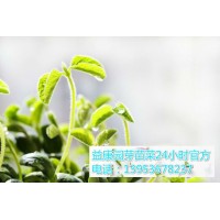 哪里可以教芽苗菜种植的技术