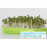 哪里可以教芽苗菜种植方法