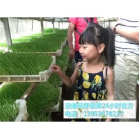 学习芽苗菜的培育技术多少钱