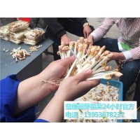 学习芽苗菜的培育技术费用是多少