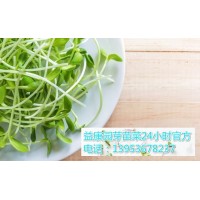 哪里可以教芽苗菜种植方法