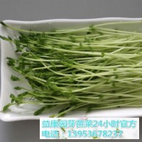 哪能学芽苗菜培育的方法