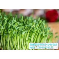 什么地方可以学习芽苗菜的种植技术