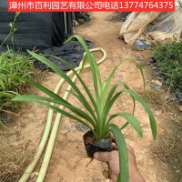 大花宣草耐寒水生植物园林绿化漳州基地直销