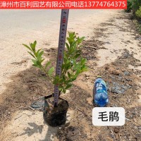 毛杜鹃绿化工程庭院种植漳州基地直销