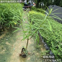 供应黄花夹竹桃漳州基地直销量大从优多规格供应