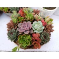 韓國(guó)多肉植物進(jìn)口中國(guó)清關(guān)流程/多肉植物進(jìn)口清關(guān)報(bào)關(guān)