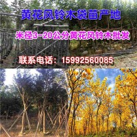 黄花风铃木袋苗地 黄花风铃木袋苗产地 黄花风铃木袋苗价格