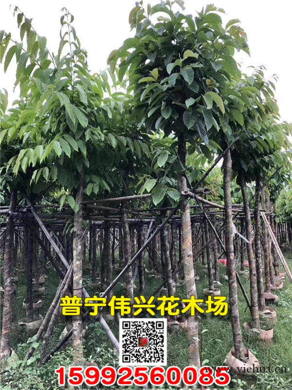 大叶紫薇种植基地 广西5公分大叶紫薇袋苗产地批发商